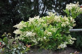 Ligustrum japonicum 'Texanum' - pot 18L - halfstam boom