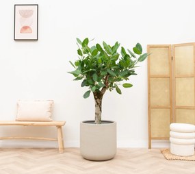 Ficus Benghalensis Audrey op dikke stam - 150cm