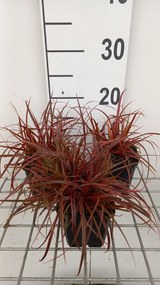 Uncinia 'Belindas Find' (Everflame) - pot 9x9 cm