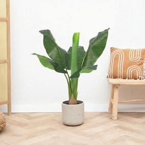 Kunst Bananenplant Musa - 80cm