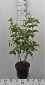Viburnum opulus - pot 10L - 80-100 cm