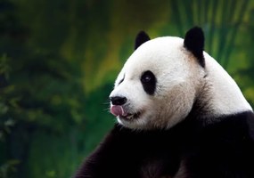 Kunstfotografie Close-up of Giant Panda, Wokephoto17, (40 x 26.7 cm)