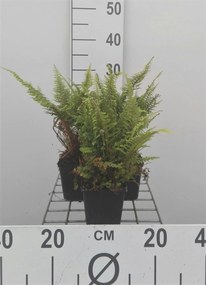 Polystichum setiferum 'Plumosum' - pot 9x9 cm
