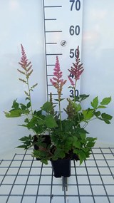 Astilbe chinensis 'Vision in Pink' - pot 9x9 cm