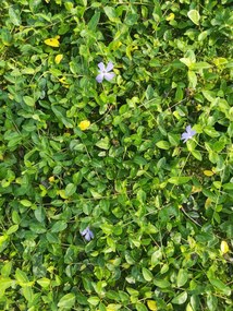 Vinca minor 'Josefine' - pot 9x9 cm -