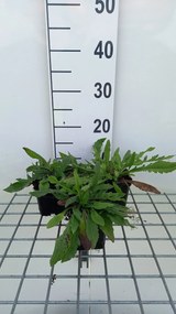 Knautia macedonica 'Red Knight' - pot 9x9 cm