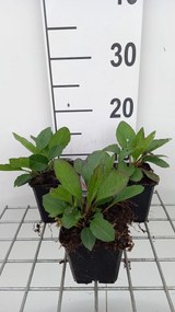 Aster macrophyllus 'Twilight' - pot 9x9 cm -