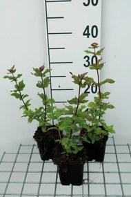 Eupatorium cannabinum 'Plenum' - pot 9x9 cm -