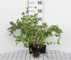 Stephanandra incisa 'Crispa' - pot 9x9 cm