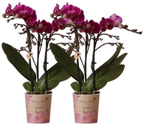 Combi deal - 2 Orchideeën