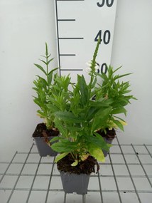 Physostegia virginiana 'Summer Snow' - pot 9x9 cm
