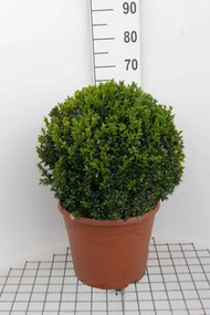 Buxus sempervirens - pot - bolvorm diameter 45+ cm