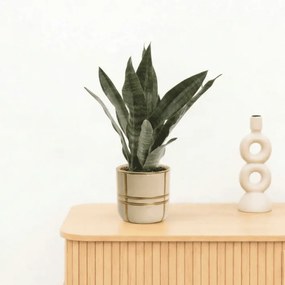 Bambino Sansevieria Black coral - 25cm