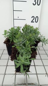 Linaria purpurea 'Canon J. Went' - pot 9x9 cm -