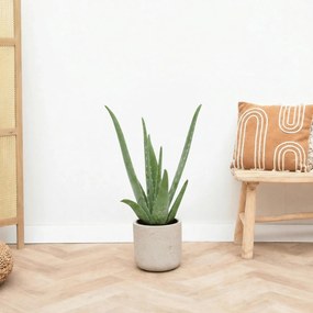 Aloe Vera - 65 cm