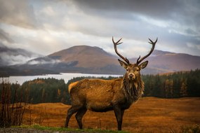 Foto Scottish Stag, Adrian Popan