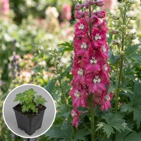Delphinium 'Magic Fountains Deep Rose White Bee' - pot 9x9 cm -