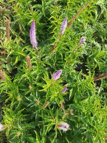 Veronicastrum virginicum 'Cupid' - pot 9x9 cm -