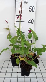 Persicaria amplexicaulis 'Pinkfield' - pot 9x9 cm