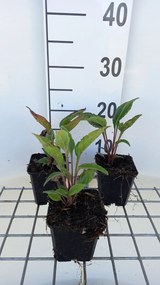 Echinacea 'Delicious Candy' - pot 9x9 cm -