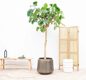 Ficus Auriculata 'Everest' - 260cm
