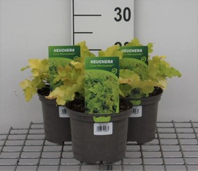 Heuchera 'Lime Marmelade' - pot 2L