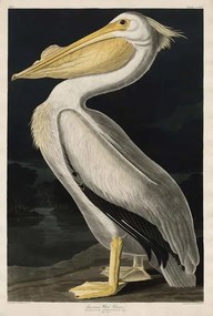 Kunstreproductie American White Pelican, 1836, John James (after) Audubon