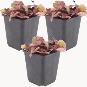 Planten Foam Flower Tiarella Cordifolia, 3-delig