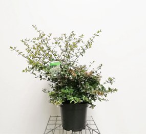 Abelia x grandiflora - pot 10L - 50-60 cm