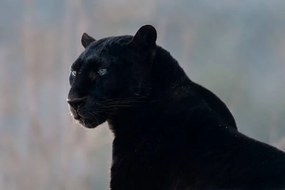 Foto Black leopard (Panthera pardus), Mark Newman