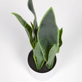 Kave Home Sansevieria Kunstplant Vrouwentong 55 Cm