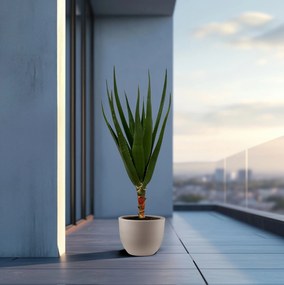Aloë Alborescens stam - 180cm