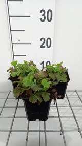 Geum rivale 'Flames of Passion' - pot 9x9 cm -