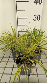 Hakonechloa macra 'Naomi' - pot 9x9 cm