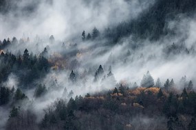 Foto A path of the fog, Tomomi Yamada