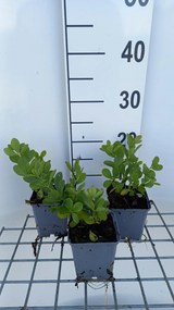 Baptisia 'Vanilla Cream' - pot 9x9 cm