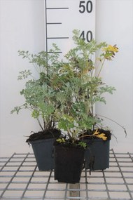 Alsem - pot 9x9 cm (Artemisia absinthium) -