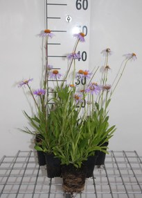 Aster tongolensis 'Wartburgstern' - pot 9x9 cm -