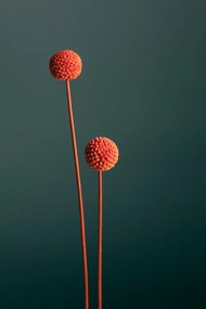 Foto Orange Seed Capsules, Studio Collection