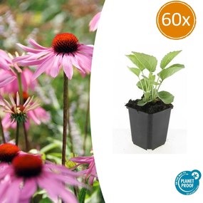 60x Echinacea p.'Magnus'-↕10-25cm - Ø9cm