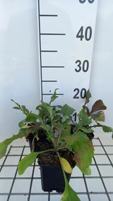 Cephalaria gigantea - pot 9x9 cm