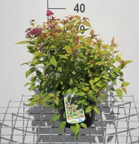 Spiraea japonica 'Goldflame' - pot 3L - 25-30 cm