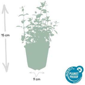 48x Nepeta 'Six Hills Giant' - ↕10-25cm - Ø9cm