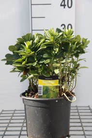 Euphorbia amygdaloides var. robbiae - pot 2L