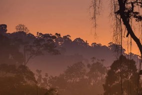 Foto Morning view of Endau Rompin National, shaifulzamri, (40 x 26.7 cm)