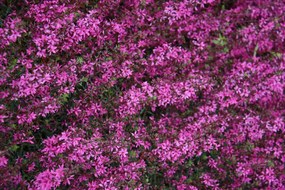 Lythrum virgatum 'Rose Queen' - pot 9x9 cm -