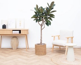 Ficus Elastica Burgundy op stam – 150cm