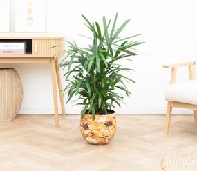 Rhapis Excelsa - 100cm