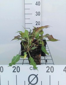 Persicaria amplexicaulis 'Dark Red' - pot 9x9 cm