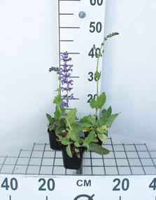 Salvia pratensis - pot 9x9 cm -
